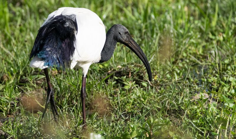 African Sacred Ibis