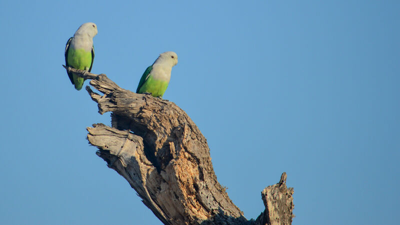 Grey-headed Lovebird