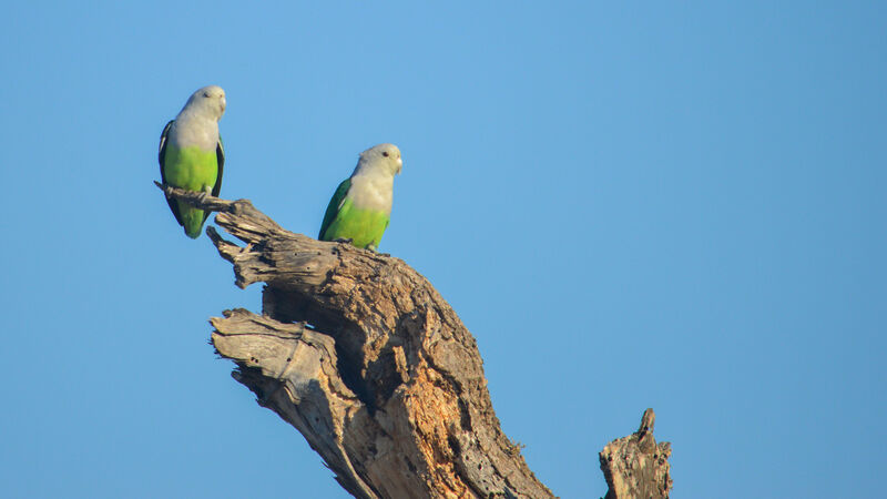 Grey-headed Lovebird