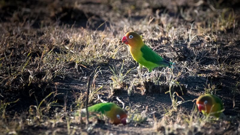 Fischer's Lovebird