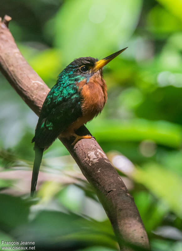 Jacamar à bec jaune femelle adulte, identification