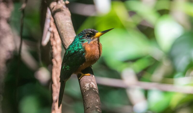 Yellow-billed Jacamar