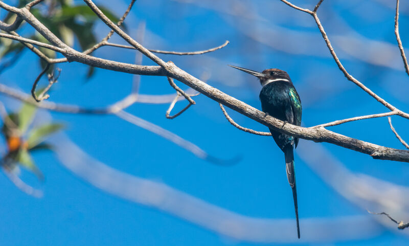 Jacamar à longue queue