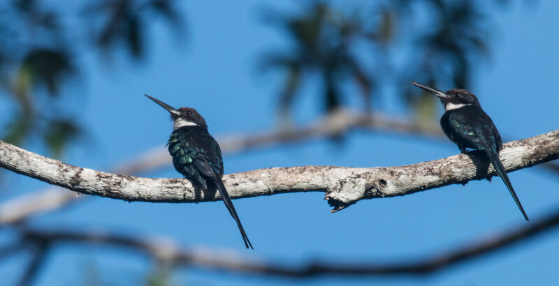 Paradise Jacamar