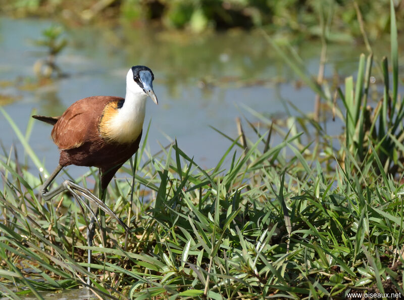 African Jacana