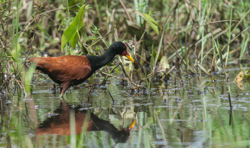 Wattled Jacana