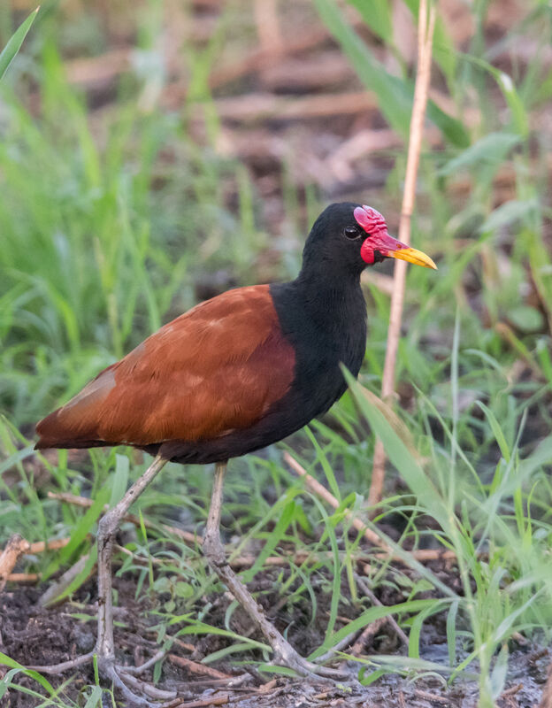 Wattled Jacana