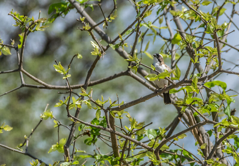 White-browed Sparrow-Weaver