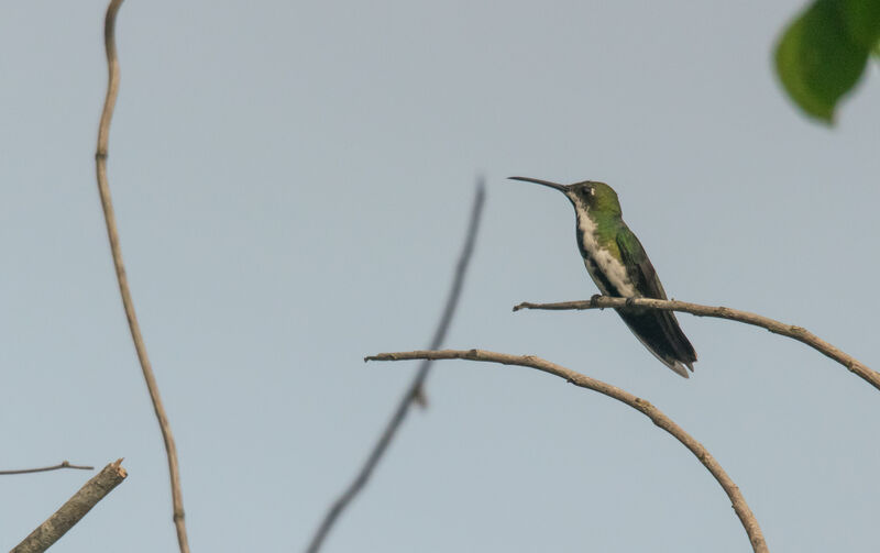 Black-throated Mango female adult