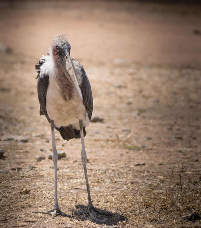 Marabou Stork