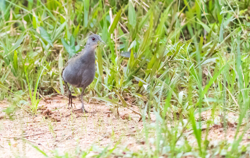 Ash-throated Crake