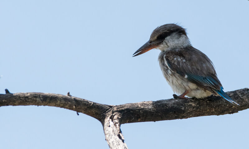 Striped Kingfisher