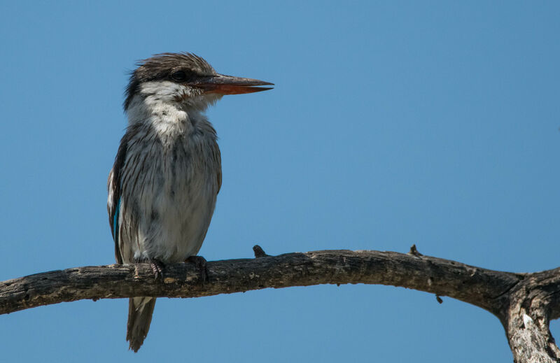 Striped Kingfisher