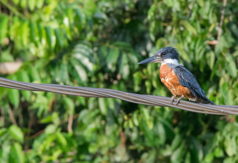 Ringed Kingfisher