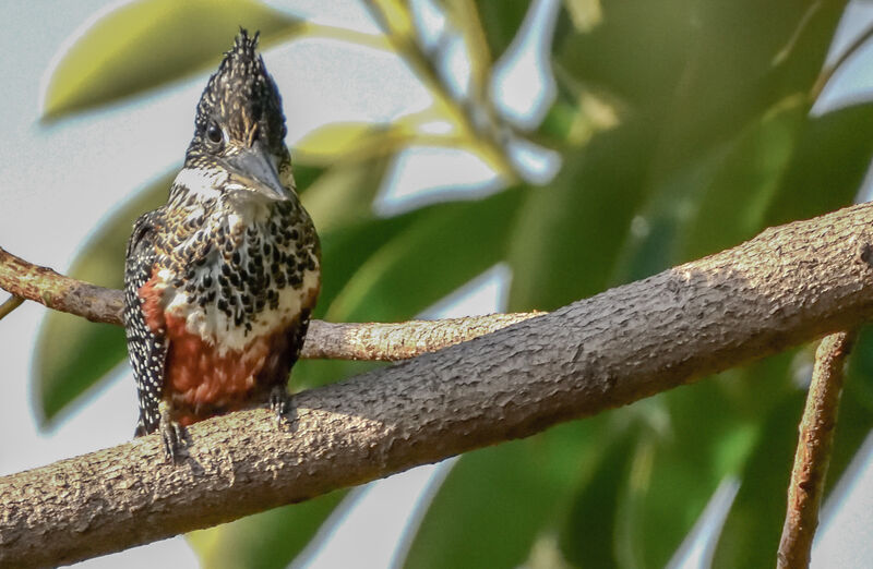 Giant Kingfisher