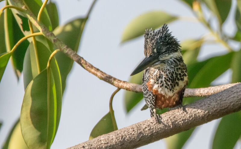 Giant Kingfisher