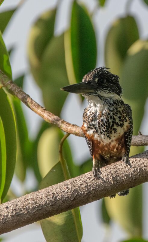 Giant Kingfisher