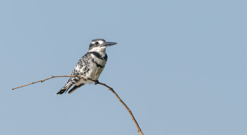 Pied Kingfisher