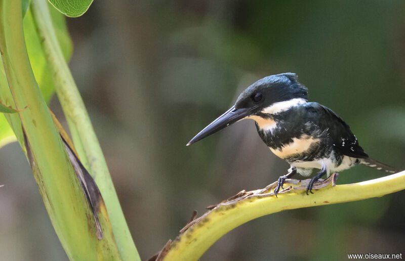 Green Kingfisher