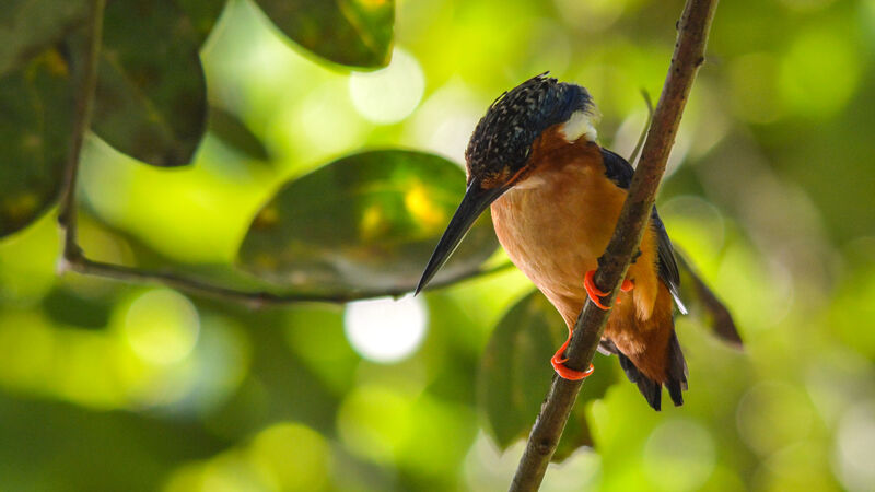 Malagasy Kingfisher