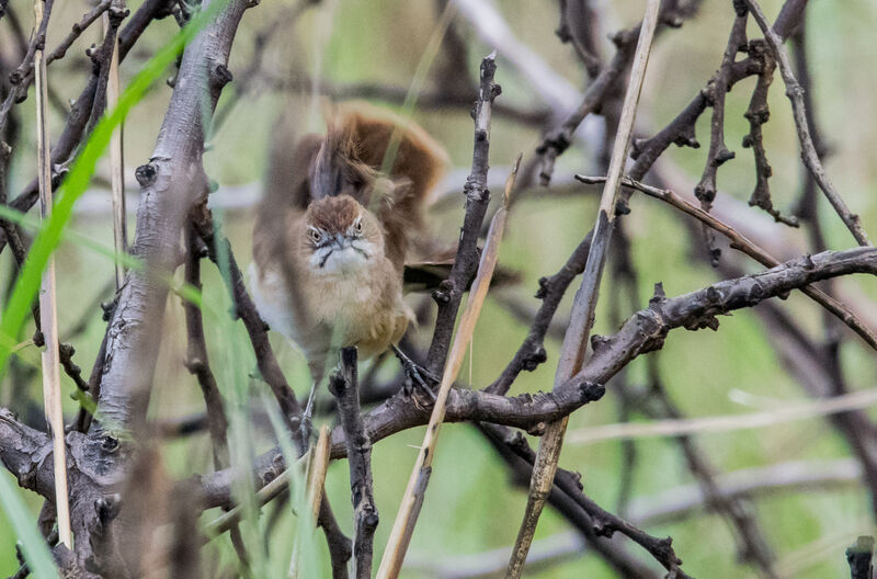 Moustached Grass Warbler