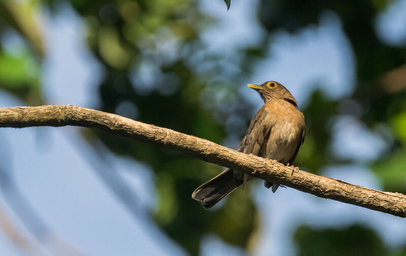 Spectacled Thrush