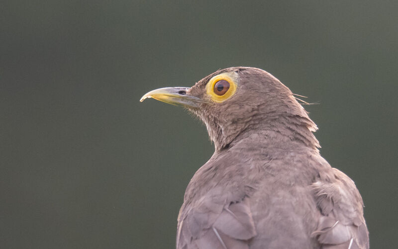 Spectacled Thrush