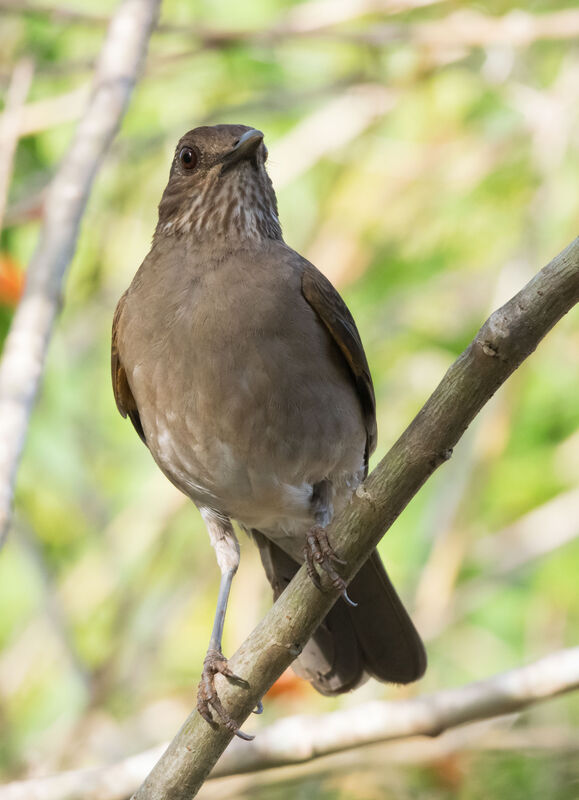 Pale-breasted Thrush