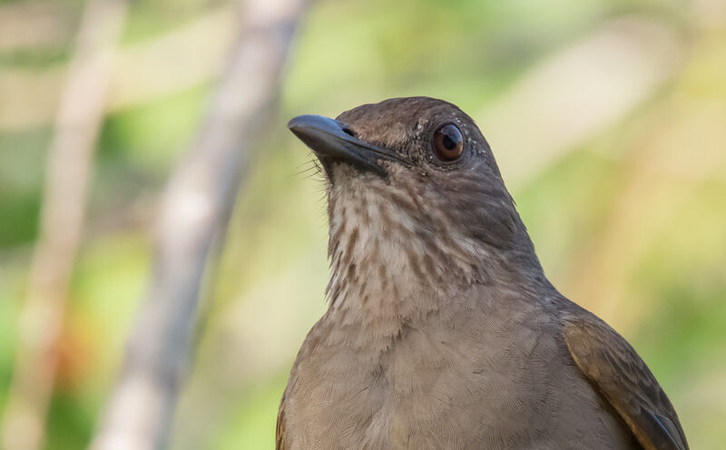 Pale-breasted Thrush