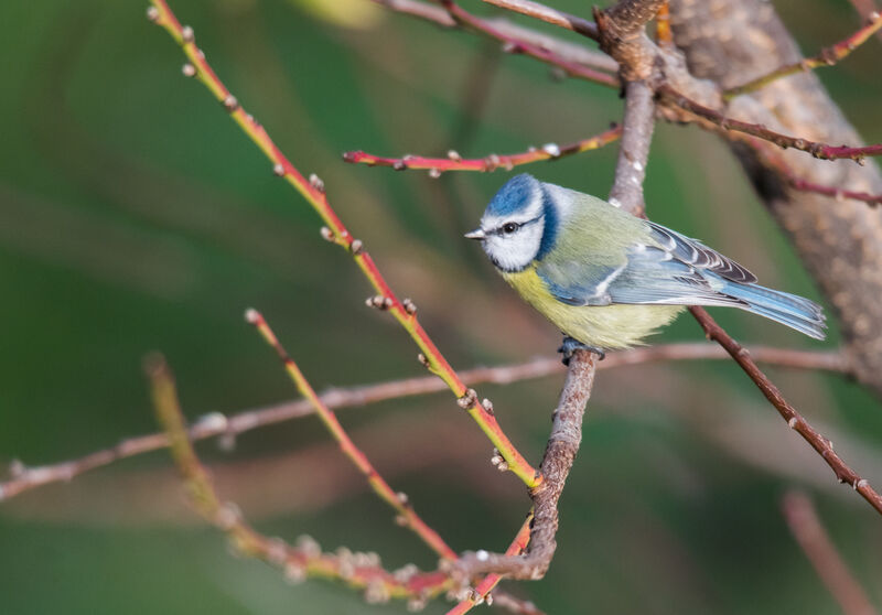 Eurasian Blue Tit