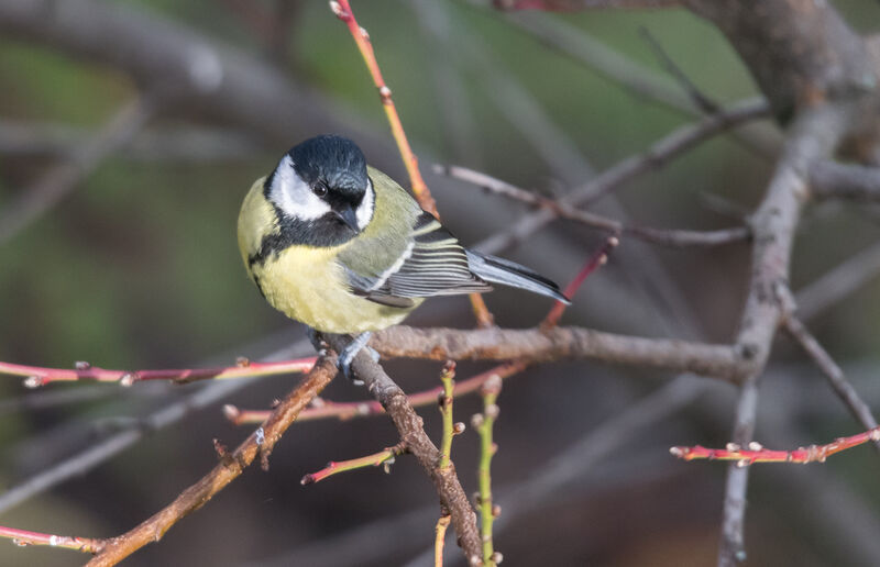 Great Tit