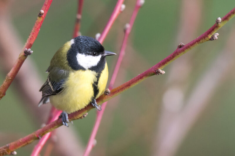 Great Tit