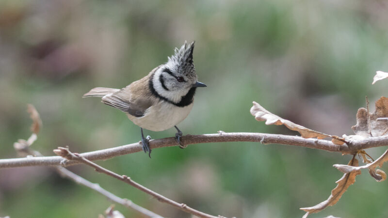 Crested Tit