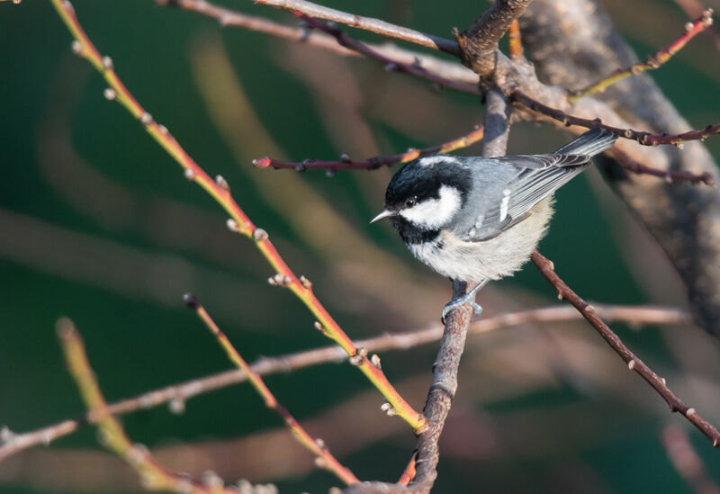 Coal Tit