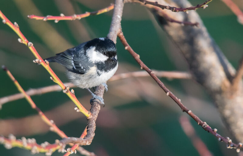 Mésange noire