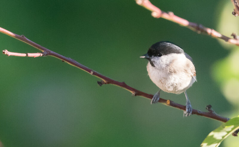 Mésange nonnette