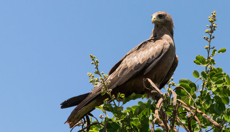 Yellow-billed Kite