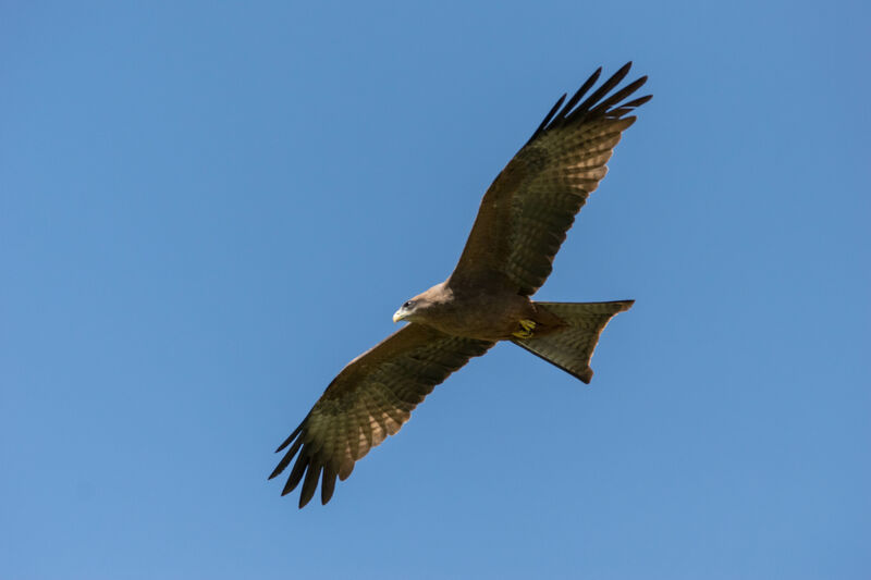 Yellow-billed Kite