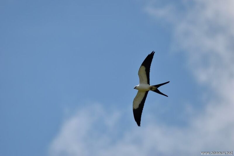 Swallow-tailed Kite