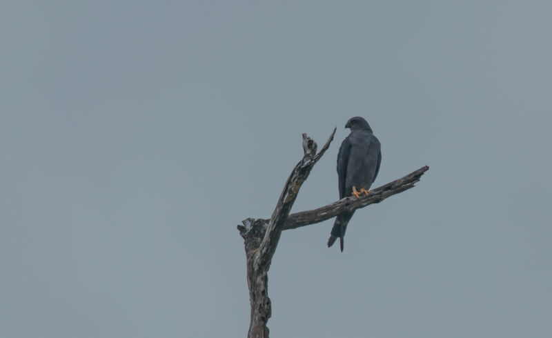 Plumbeous Kite