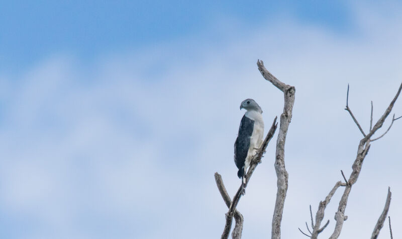 Grey-headed Kite