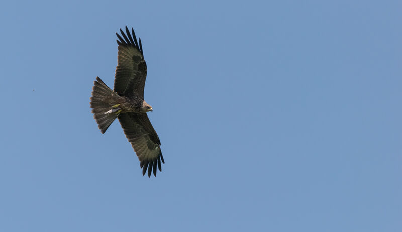 Black Kite