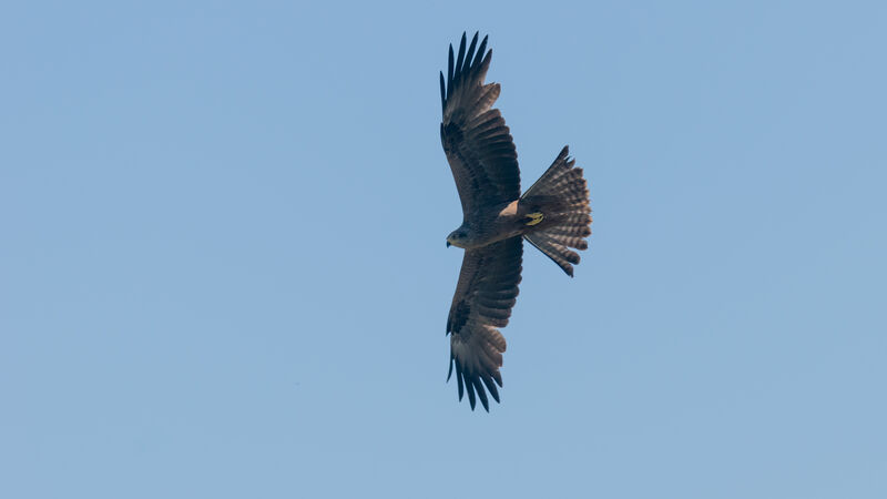 Black Kite