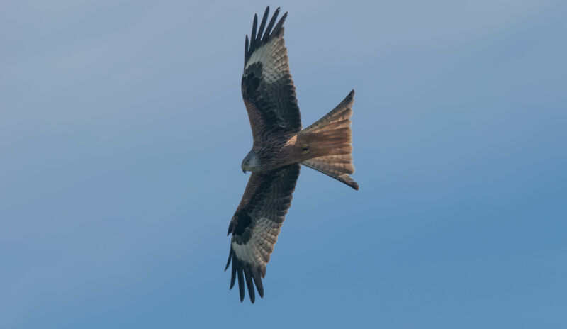 Red Kite