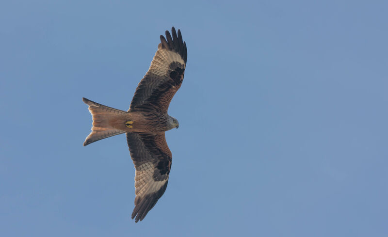 Red Kite