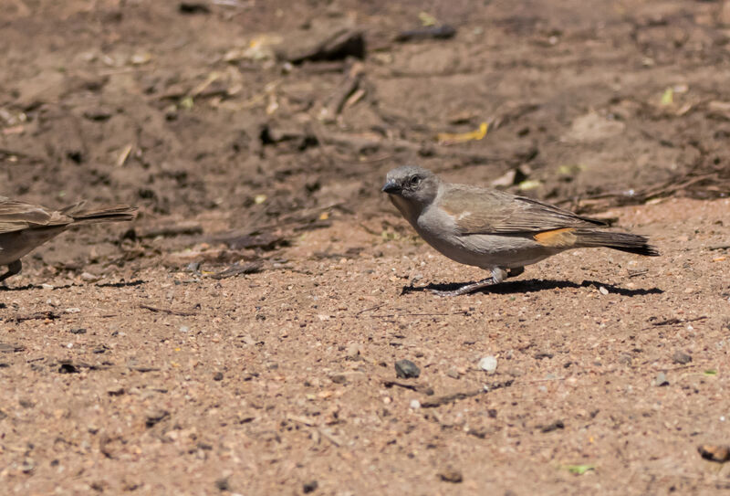 Swahili Sparrow