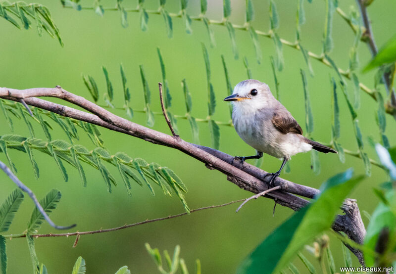 White-headed Marsh Tyrant female adult