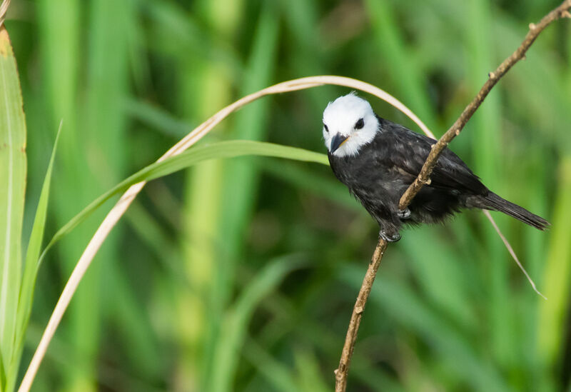 White-headed Marsh Tyrant male adult