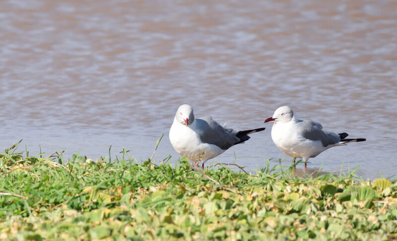 Mouette à tête grise