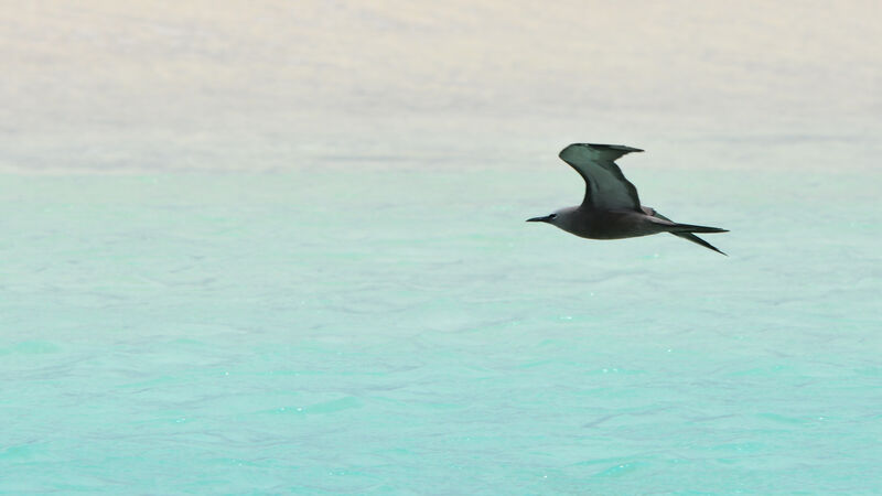 Brown Noddy